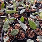 Alocasia Maharani