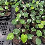 Monstera Thai Constellation