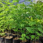 Árbol de Guanacaste