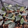 Alocasia Maharani