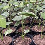 Monstera Thai Constellation