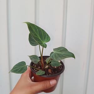 Philodendron Verrocrusum
