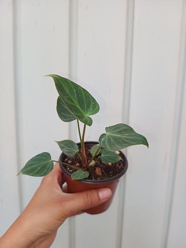 Philodendron Verrocrusum en Berriozábal, Chiapas