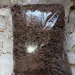 Sphagnum Moss (musgo Chileno)
