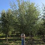 Encino Siempre Verde