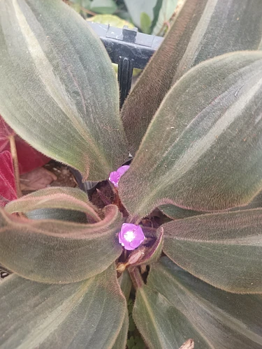 Siderasis Fuscata en Tehuacán, Puebla