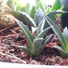 Semillas Agave Horrida Subs. Perotensis