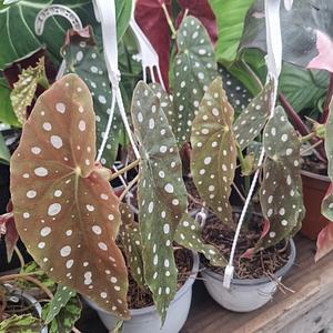 Begonia Maculata
