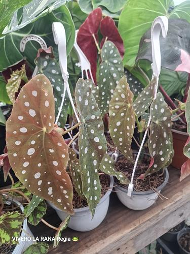 Begonia Maculata en Guadalupe, Nuevo León