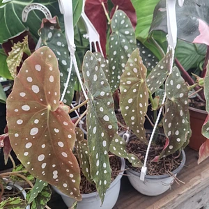 Begonia Maculata