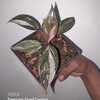 Philodendron Pink Princess Marble