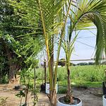 Palma Cocotera Enana