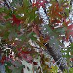 Encino Rojo