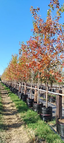 Encino Rojo en Montemorelos, Nuevo León