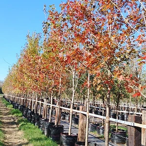 Encino Rojo