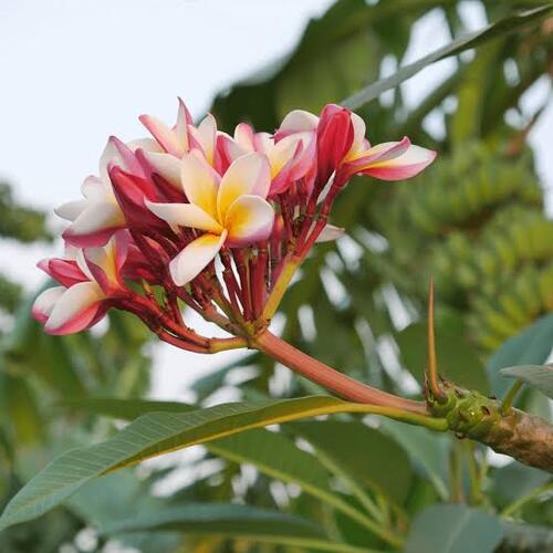 Flor de Mayo en Cuautla, Morelos