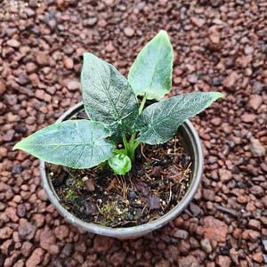 Alocasia Antoro Velvet