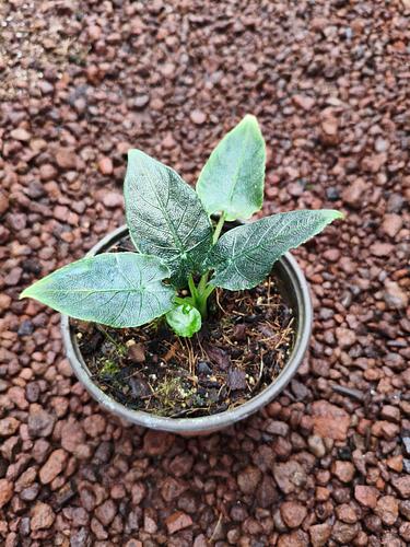 Alocasia Antoro Velvet en Jiutepec, Morelos