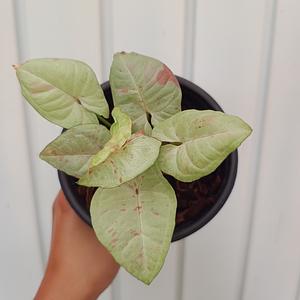 Syngonium Milk Confeti