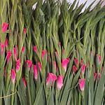 Bulbo de Gladiola
