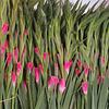 Bulbo de Gladiola