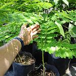 Framboyán de Madagascar