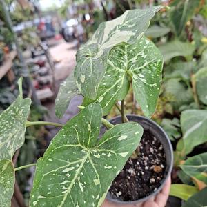 Syngonium