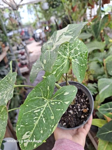 Syngonium en Guadalupe, Nuevo León