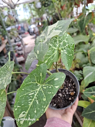 Syngonium en Guadalupe, Nuevo León