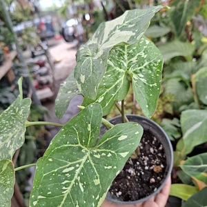 Syngonium