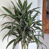 Dracaena / Palo de Brasil Variegado