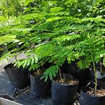 Framboyán de Madagascar