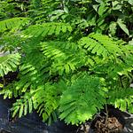 Framboyán de Madagascar