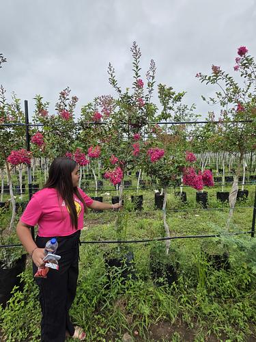 Crespon Fiusha en Montemorelos, Nuevo León