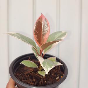 Ficus Tineke