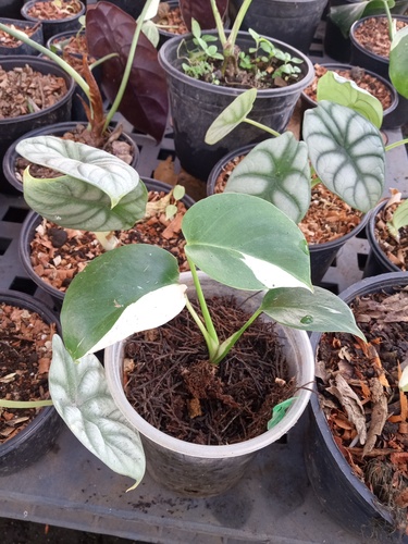 Monstera Deliciosa Albo Variegada en Zapoapan Ixtaczoquitlán, Veracruz