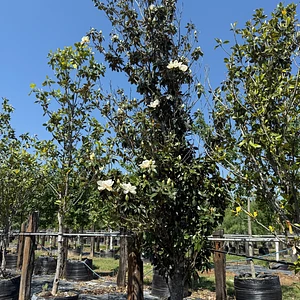 Magnolia