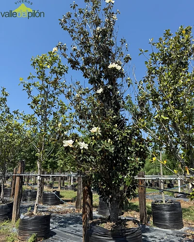 Magnolia en Allende, Nuevo León