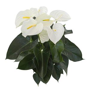 Planta Anturio Blanco