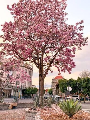 Guayacan Rosa en Cuautla, Morelos