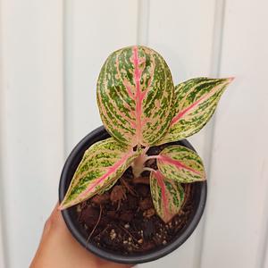 Anglaonema Golden Pink