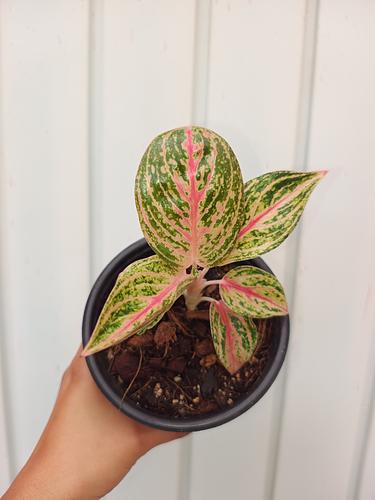 Anglaonema Golden Pink en Berriozábal, Chiapas