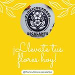 Semilla de Girasol 🌻