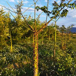 Ceiba