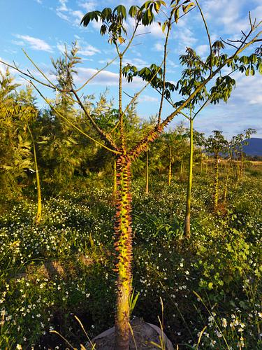 Ceiba en Atlixco, Puebla