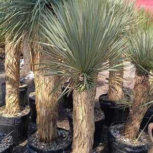 Yucca Rostrata