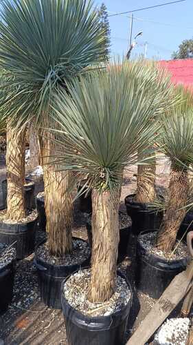 Yucca Rostrata en Cocoyoc, Morelos