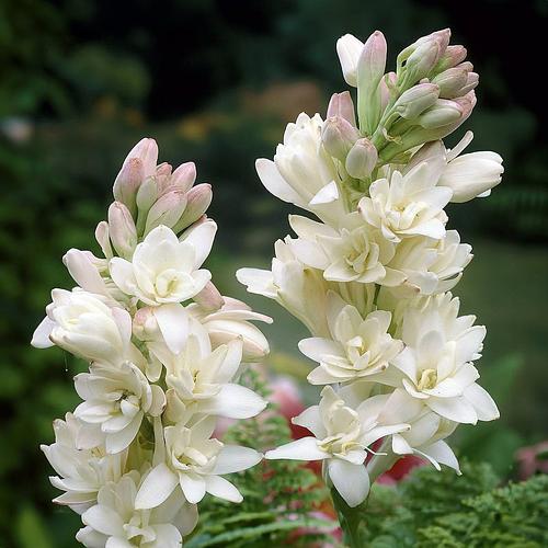 Bulbo de Nardo en San Martin Texmelucan, Puebla