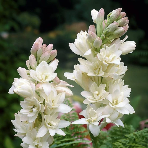 Bulbo de Nardo en San Martin Texmelucan, Puebla