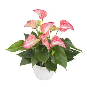 Planta Anturio Variegado